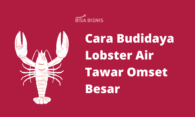 Cara Budidaya Lobster Air Tawar Omset Besar