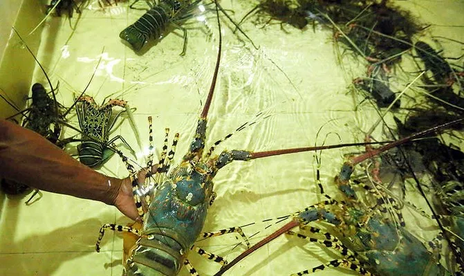 Budidaya Lobster Air Tawar Star Farm